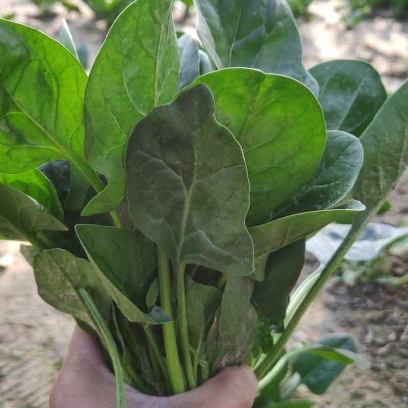 菠菜新鲜菠菜大量上市产地直销无任何中介商