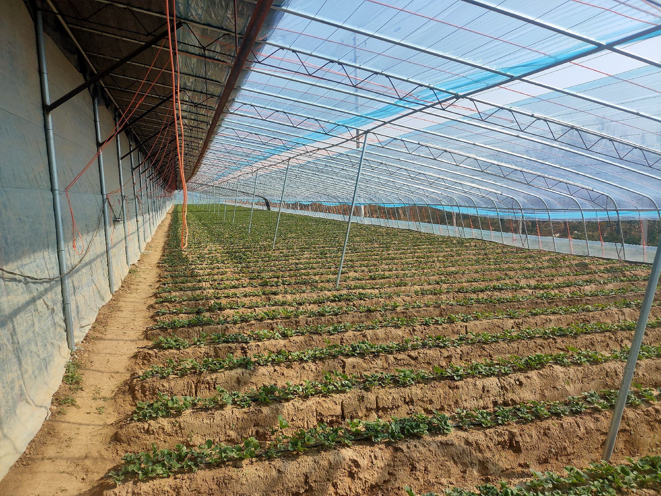 奶油南瓜种植基地航拍图