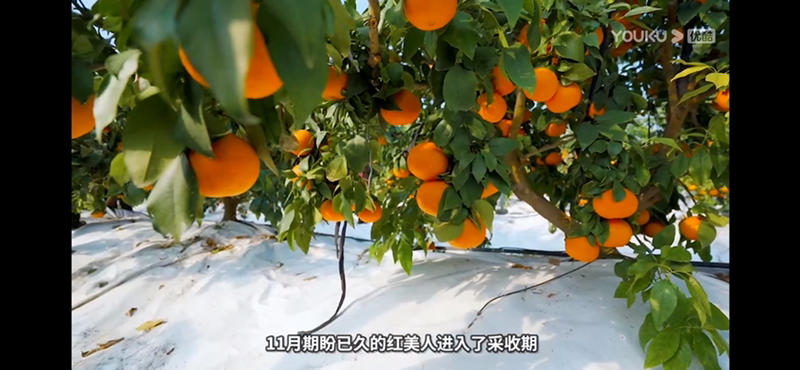 浙江红美人示范级基地有机肥绿色认证爱媛28果冻橙象山