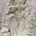 谷子粉，稻谷面，蛋白8，纤维8，灰分6，淀粉49，