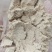 谷子粉，稻谷面，蛋白8，纤维8，灰分6，淀粉49，