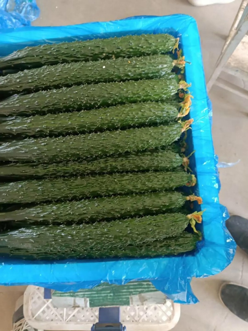 顶花带刺黄瓜新民产地货源充足品质保证价格美丽