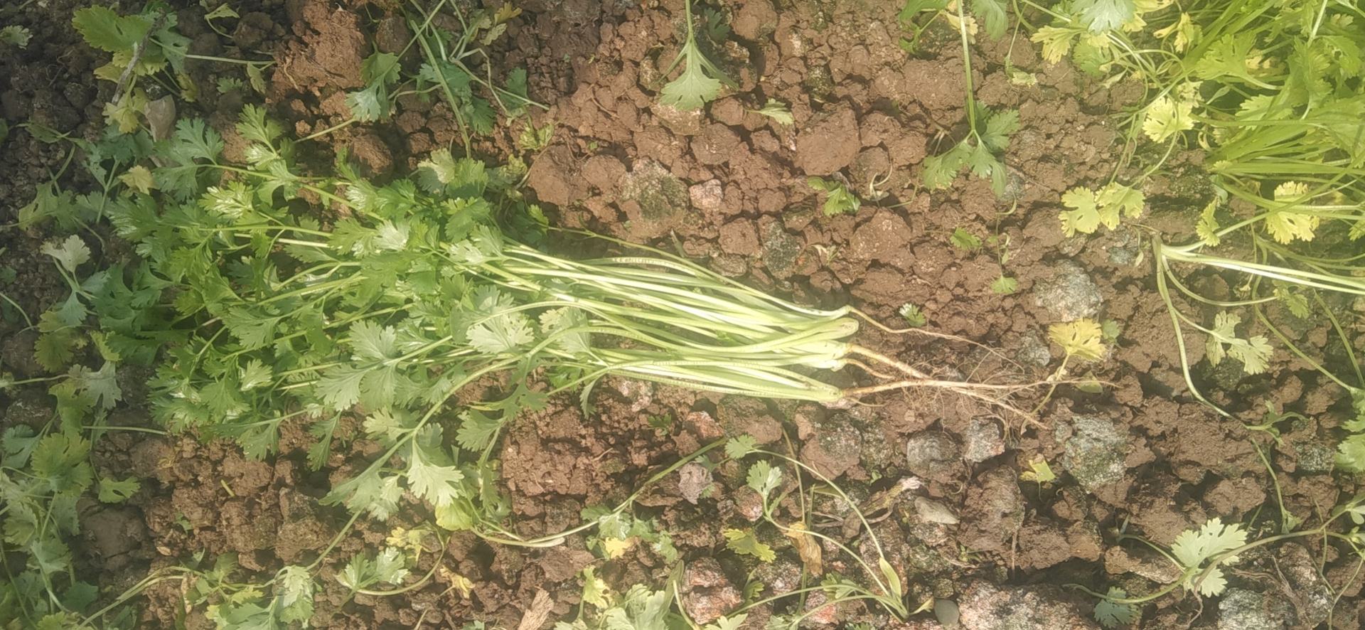 香菜根与香菜叶的对比图,展示根部与叶片的形态和颜色差异 香菜根与香菜叶的对比图