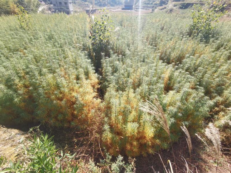金钱松土荆皮树易管理投资小利润高国家二级保护树种欢迎下单