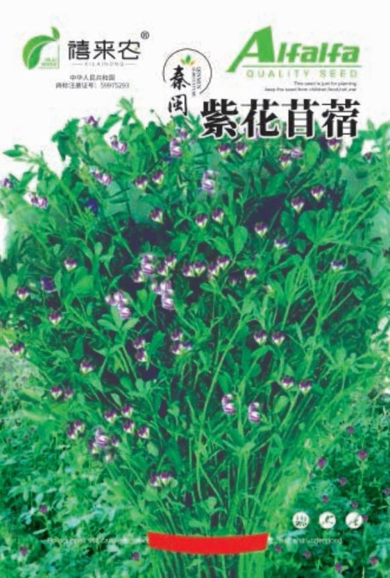 籽紫花苜蓿种子种子牧草种子种植户大面积种植蔬菜种子