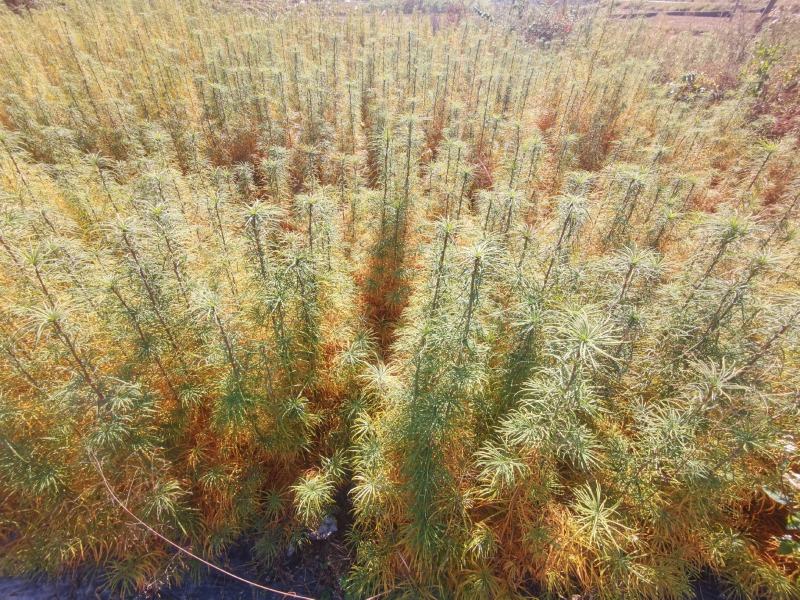 金钱松土荆皮树易管理投资小利润高国家二级保护树种欢迎下单