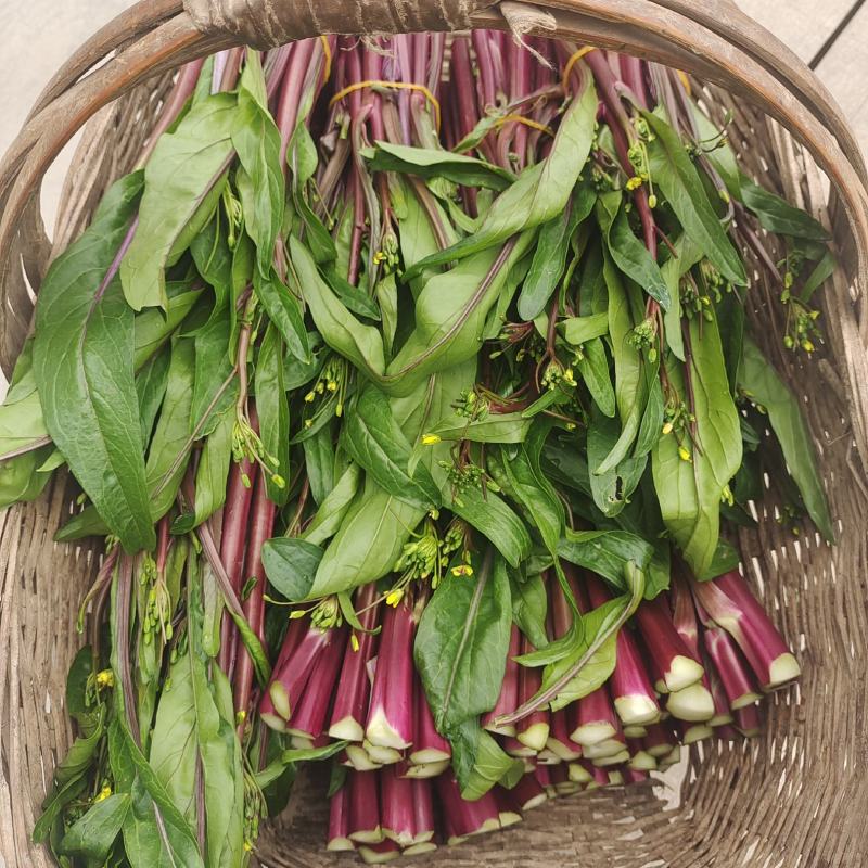 湖北红菜苔千亩基地直供，提供制冰，打冷，物流叫车一条龙服