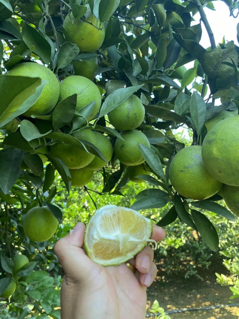 广西白橙（白心甜橙）已转黄，即将大量上市欢迎来电咨询
