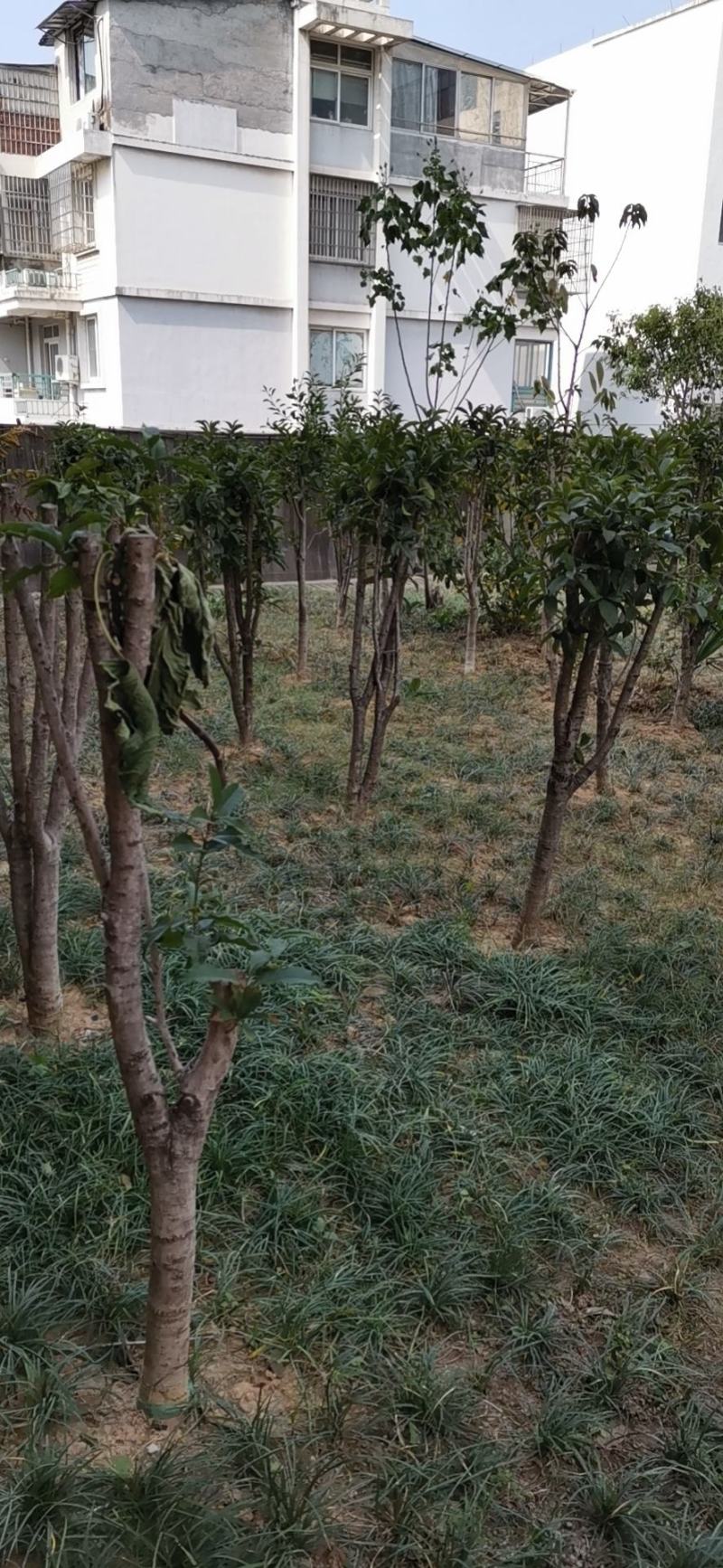 浙江精品桂花树产地批发一手货源视频看货量大从优