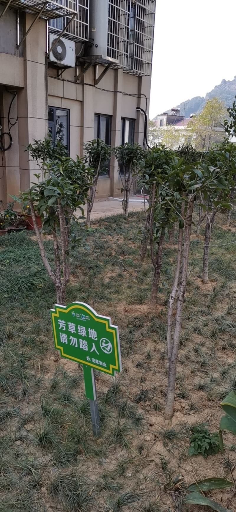 浙江精品桂花树产地批发一手货源视频看货量大从优