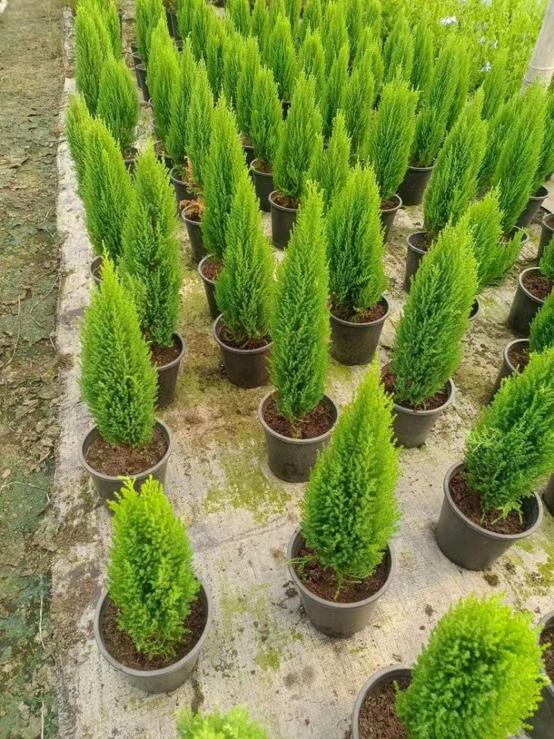 香松，大量出售各规格，量大从优，欢迎大家前来选购