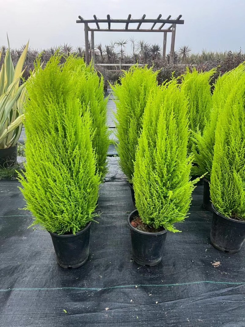 香松，大量出售各规格，量大从优，欢迎大家前来选购