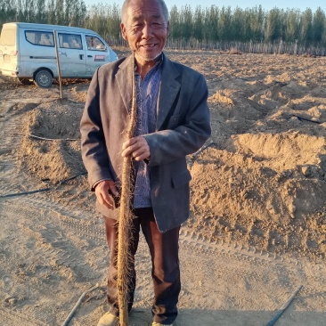 麻山药，双棒，紫药，棒药，一路，二路，全都现货，地头装货