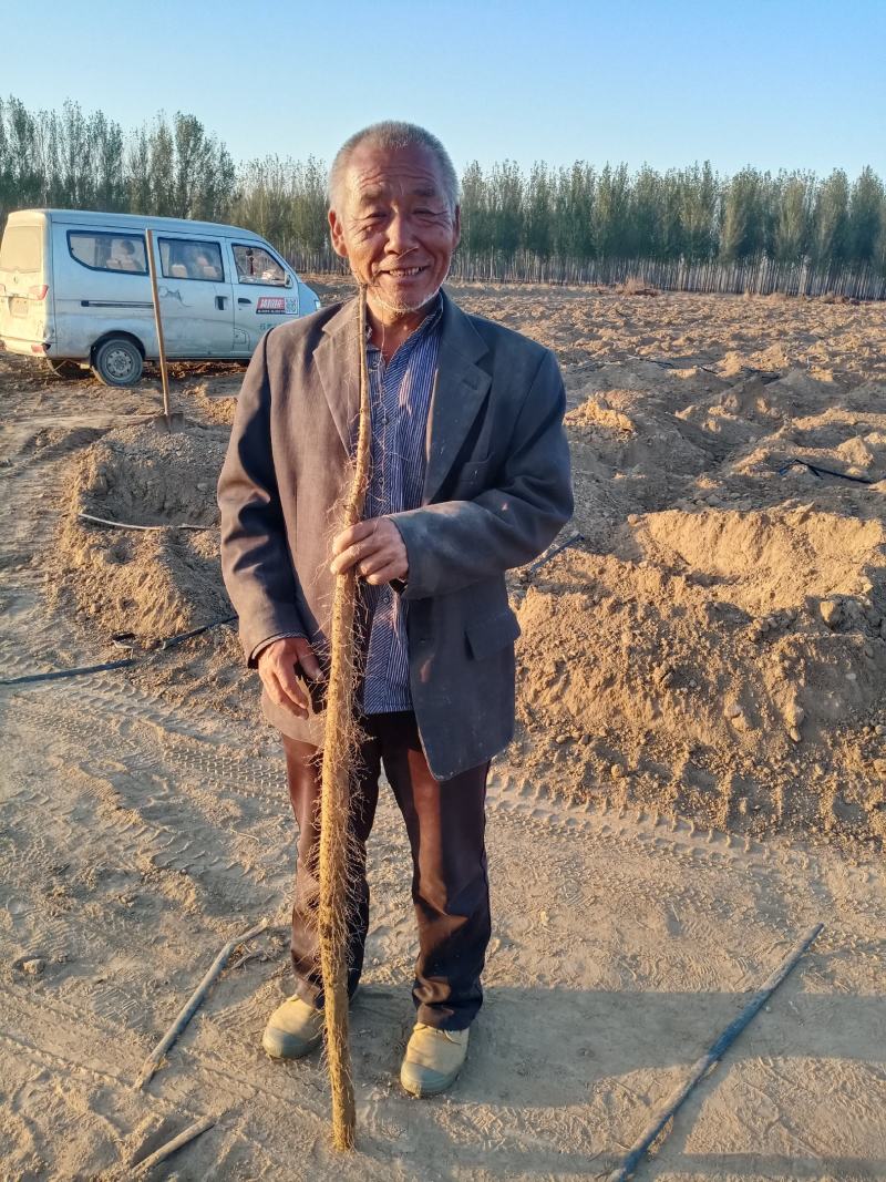 麻山药，双棒，紫药，棒药，一路，二路，全都现货，地头装货