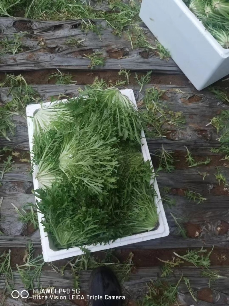 辽宁苦菊大量上市一手货源品质保证价格美丽