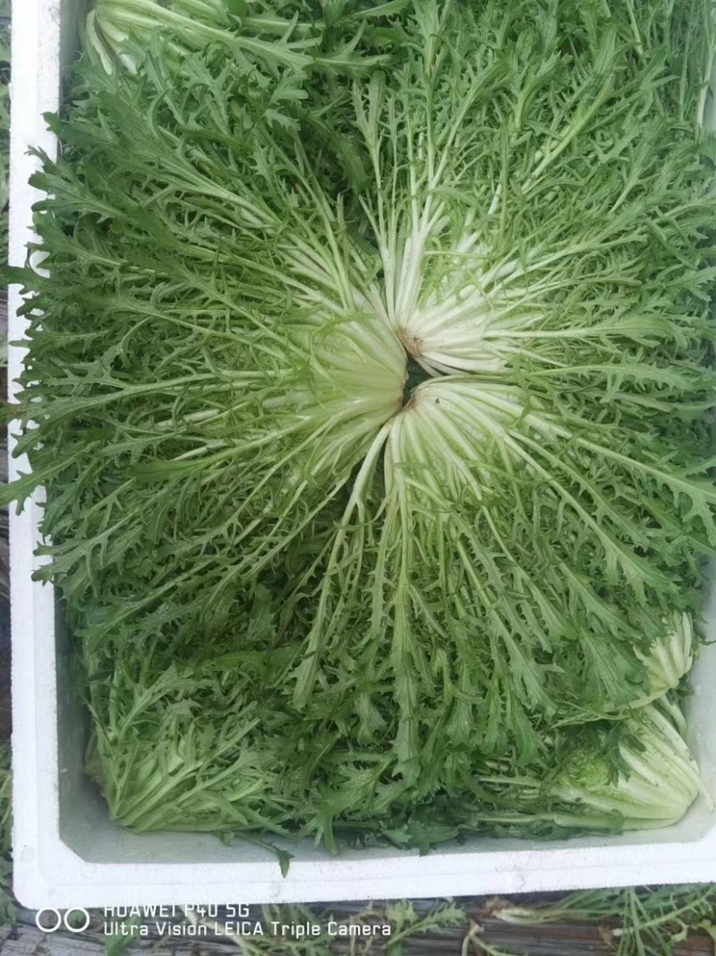 辽宁苦菊大量上市一手货源品质保证价格美丽