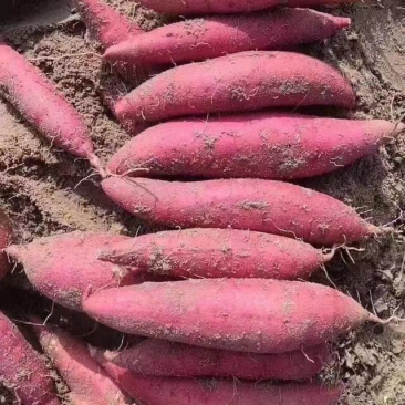 西瓜红红薯。大量上市欢迎来电咨询