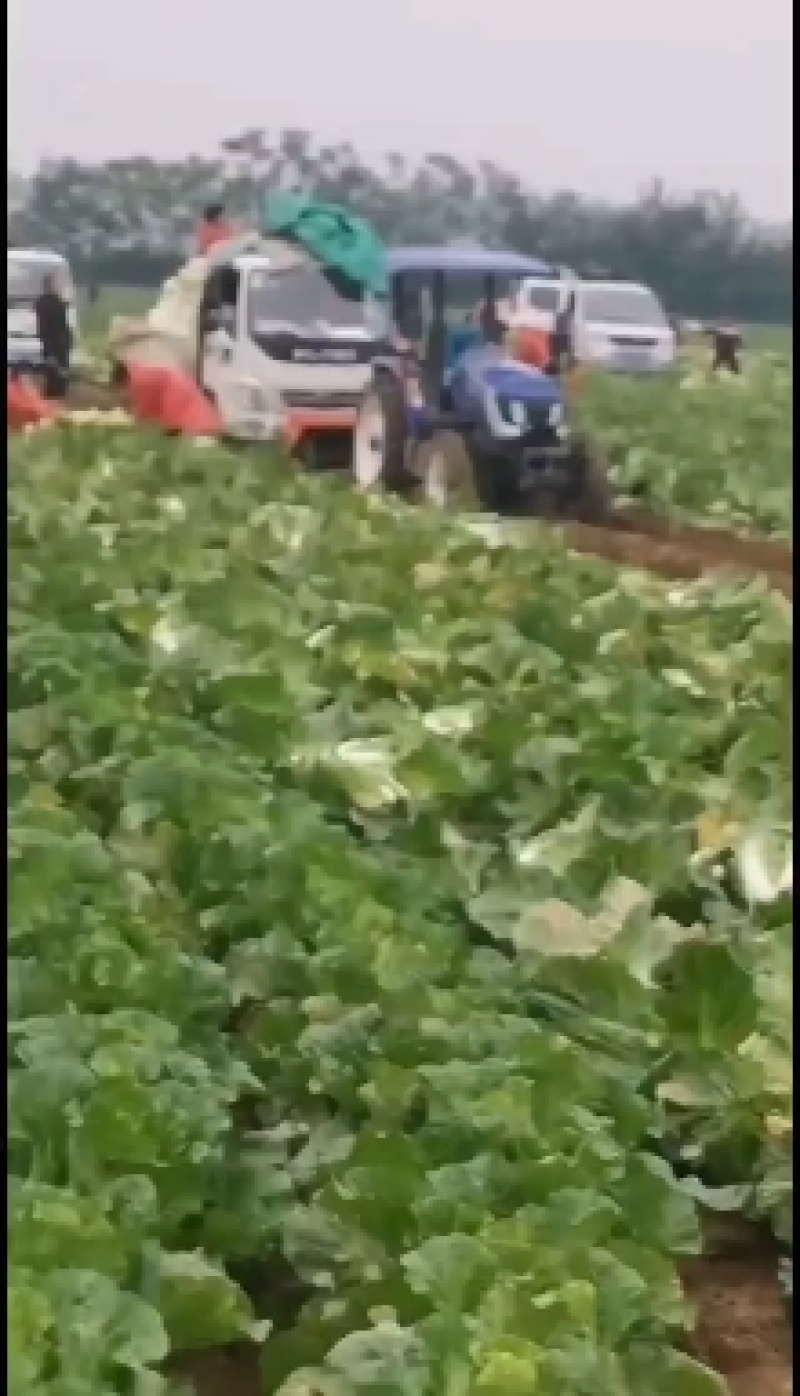 大白菜