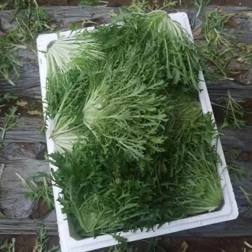 辽宁苦菊大量上市一手货源品质保证价格美丽