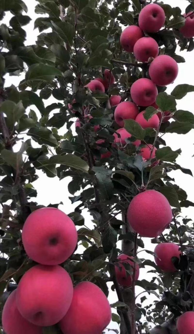 ）红富士苹果产区直供货源充足量大从优视频看货