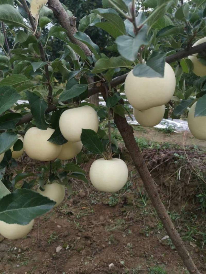 ）红富士苹果产区直供货源充足量大从优视频看货