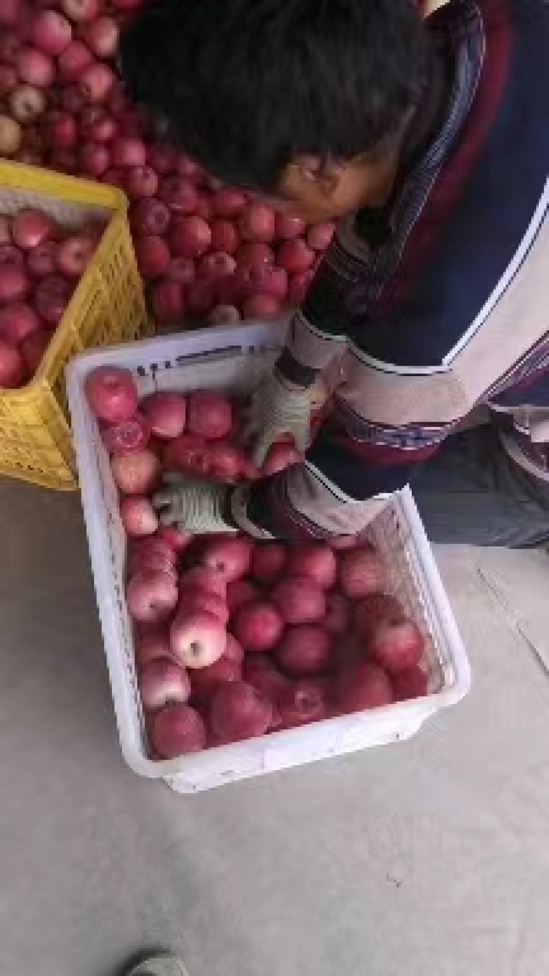 ）红富士苹果产区直供货源充足量大从优视频看货