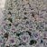 120#羽衣甘蓝基地大量有货