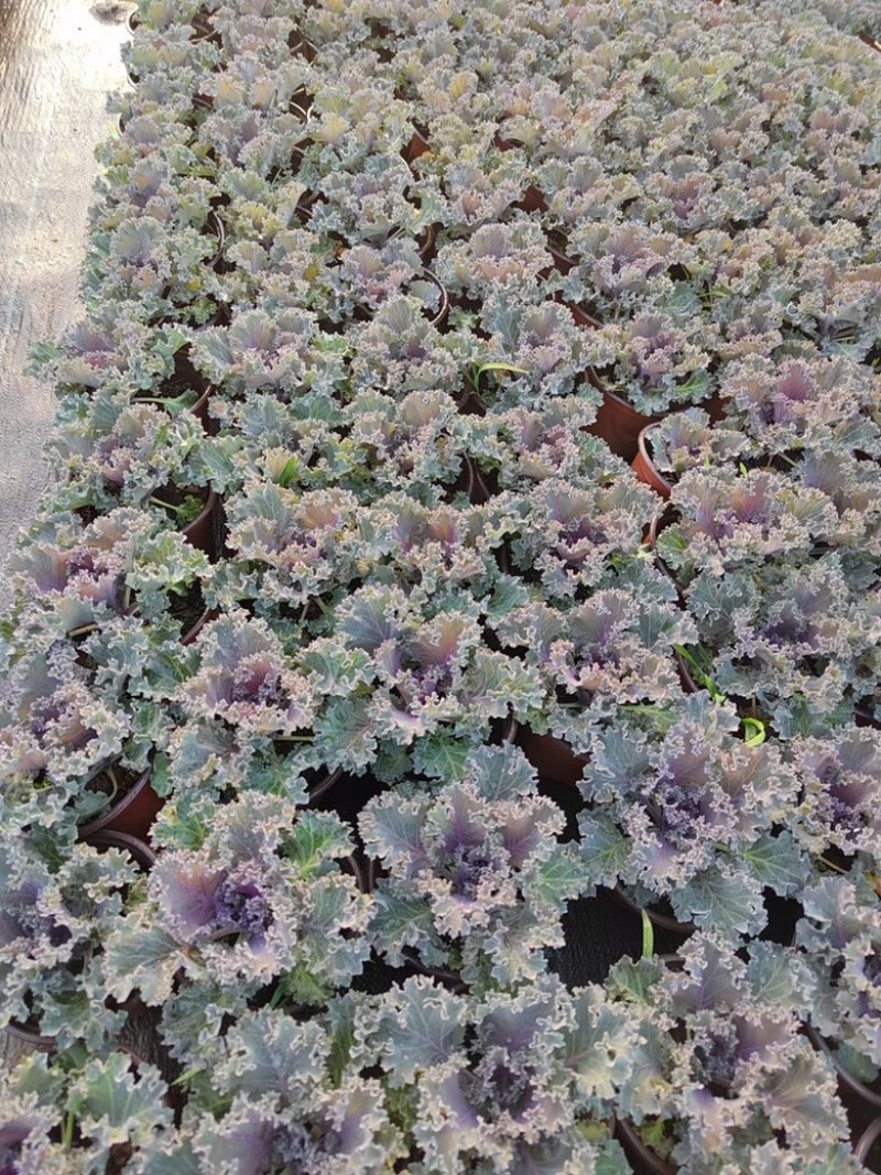 120#羽衣甘蓝基地大量有货