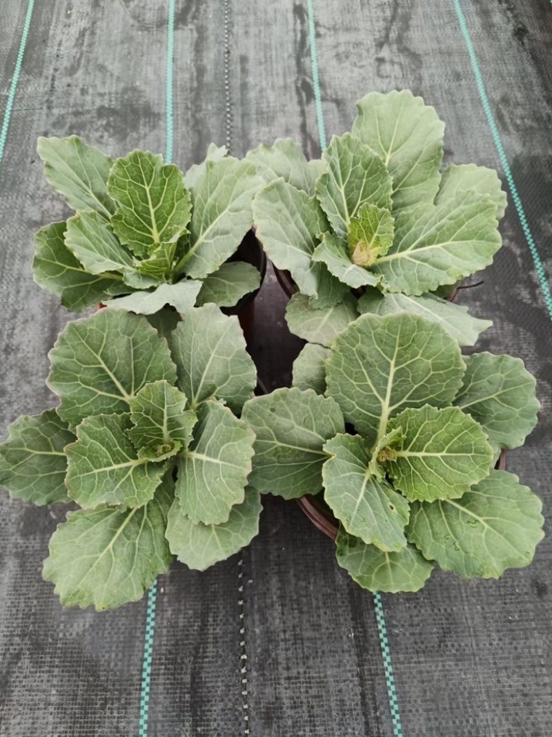 120#羽衣甘蓝基地大量有货
