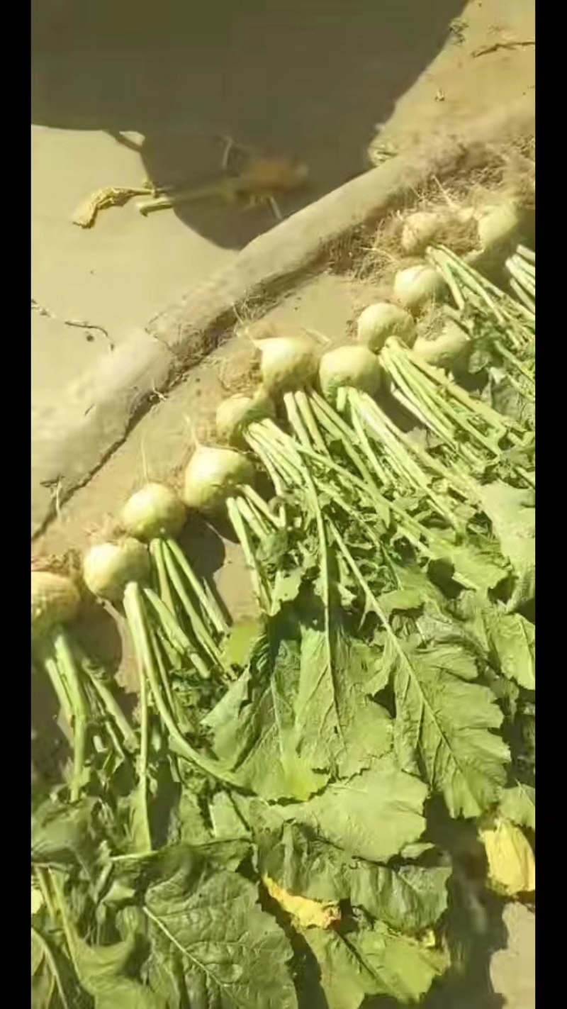 大头菜