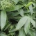 农副干货烘干粽叶粽子寿司等用批发长期稳定供货量大优惠
