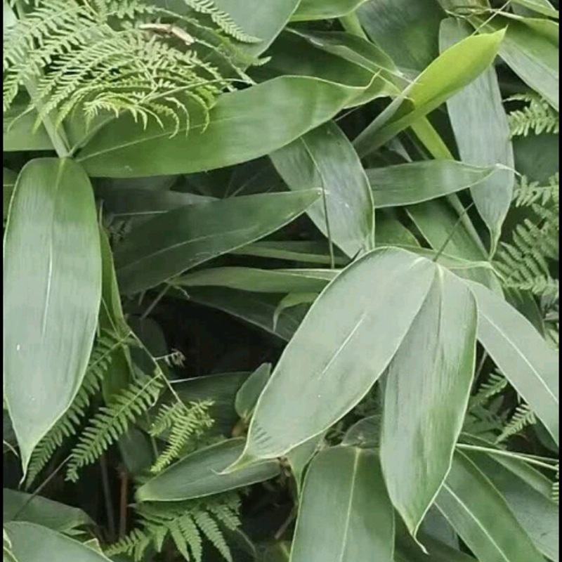 农副干货烘干粽叶粽子寿司等用批发长期稳定供货量大优惠