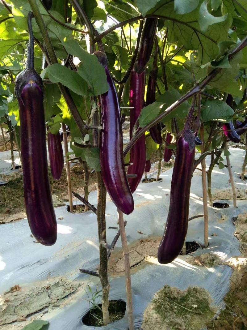 云南万亩紫长茄圆茄大量上市产地直发冰川茄