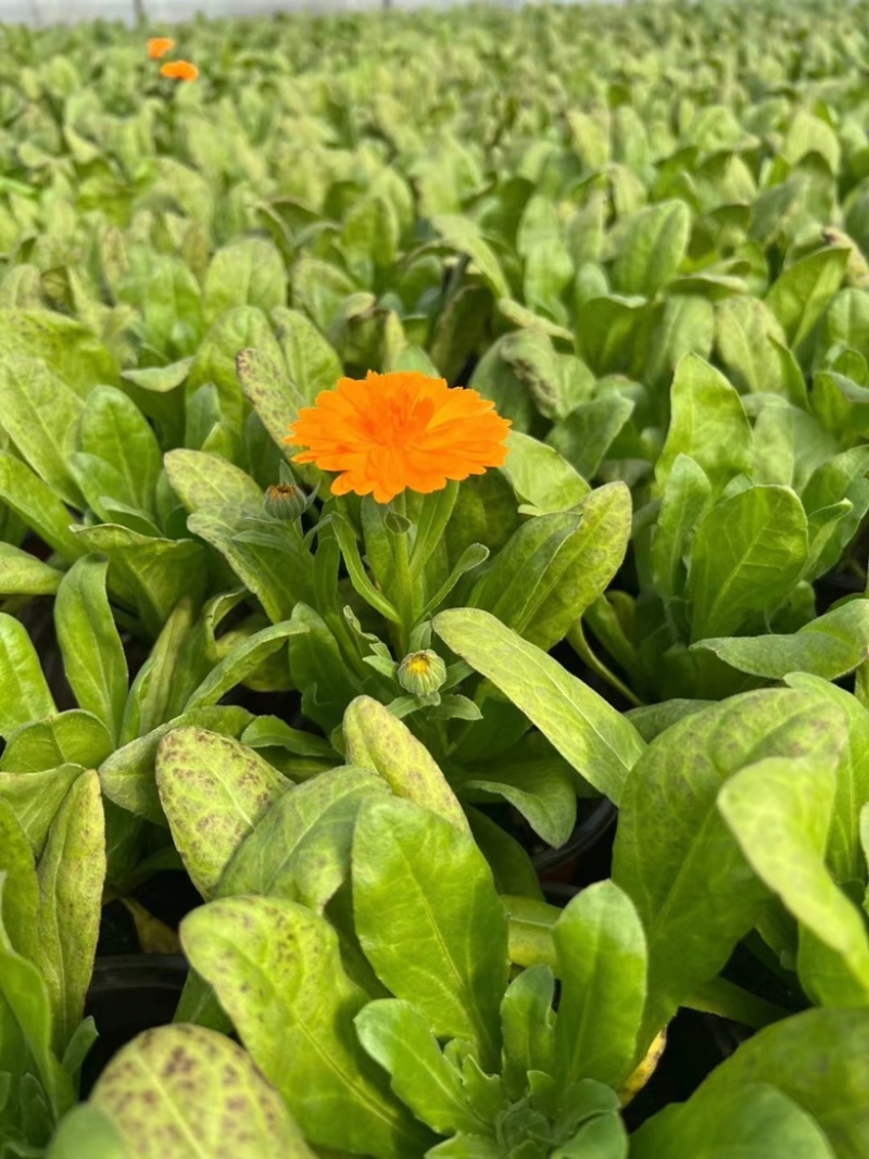 120#金盏菊基地大量有货