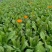120#金盏菊基地大量有货