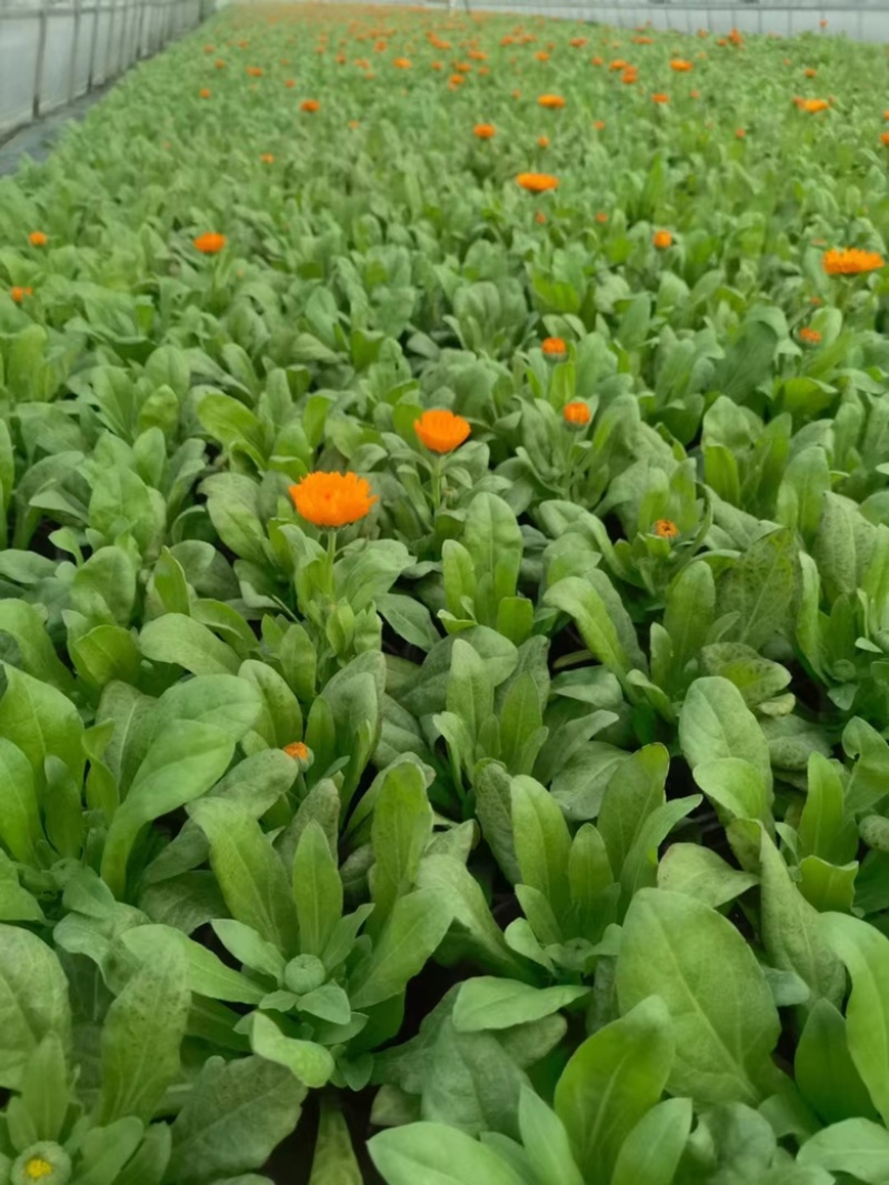 120#金盏菊基地大量有货