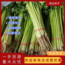 【实力】山东精品小香芹，山芹，绿色食品，青杆，全国代发