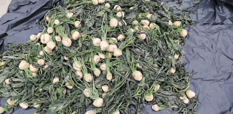 大头菜