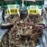 精品5号茶树菇黑帽短腿9省包邮费加15元一件