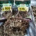 精品5号茶树菇黑帽短腿9省包邮费加15元一件
