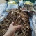 精品5号茶树菇黑帽短腿9省包邮费加15元一件