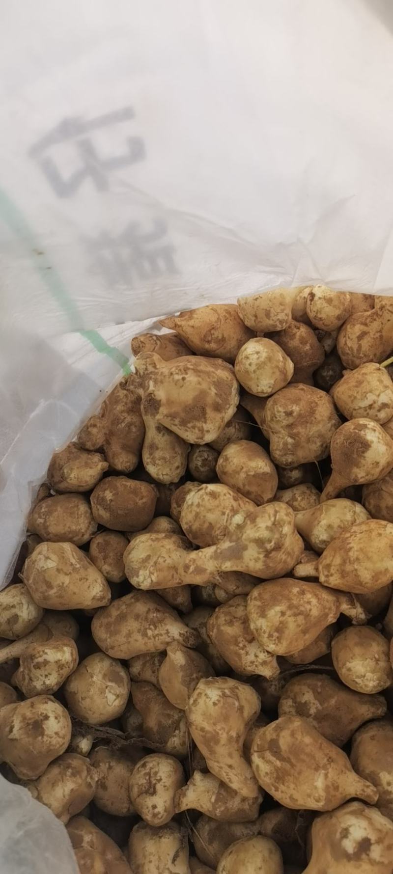 河南灵宝沙土洋姜基地，正在发货天天都在发，货源充足，