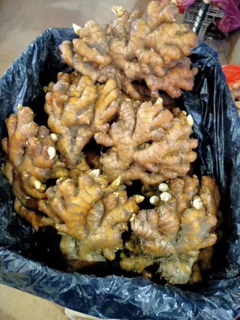 需要地窖姜，老母姜的联系我