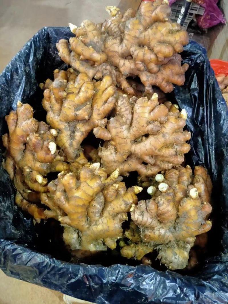 需要地窖姜，老母姜的联系我