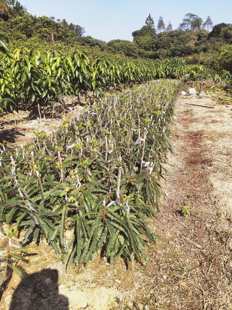 余甘果苗油甘果苗带土带叶