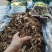 精品5号茶树菇5斤装10斤装包邮