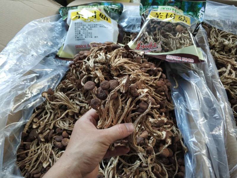 精品5号茶树菇5斤装10斤装包邮