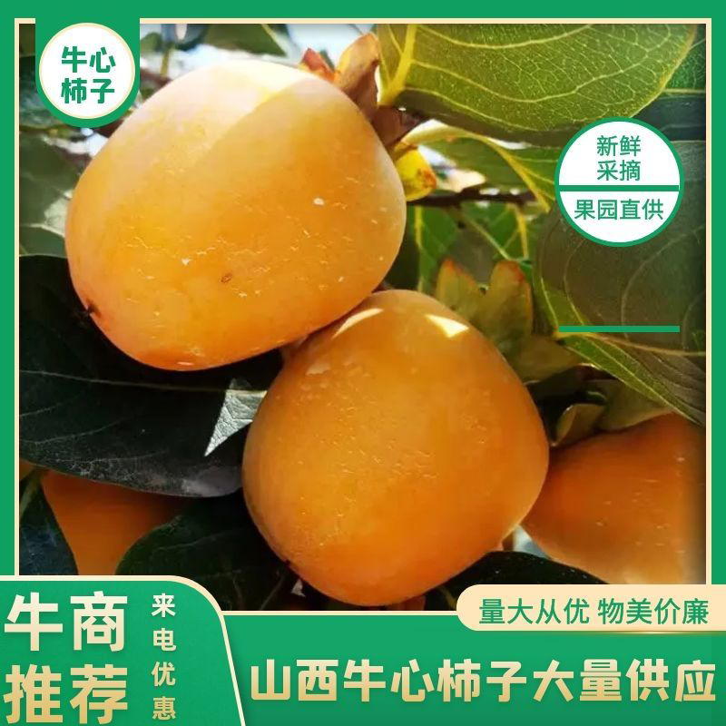 山西汾阳孝义牛心柿子大量供应自家果园采摘