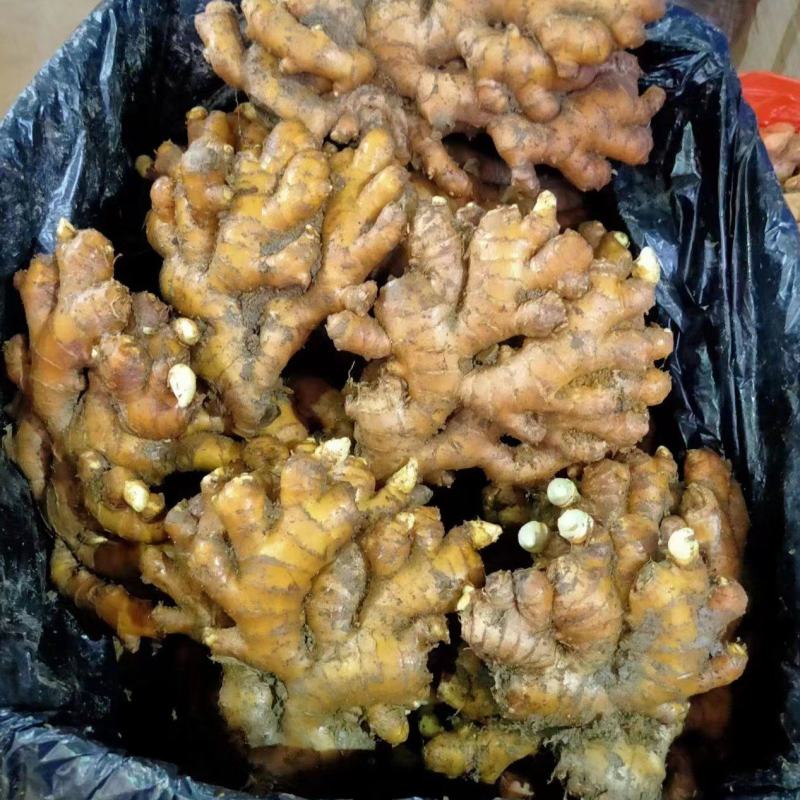 需要地窖姜，老母姜的联系我