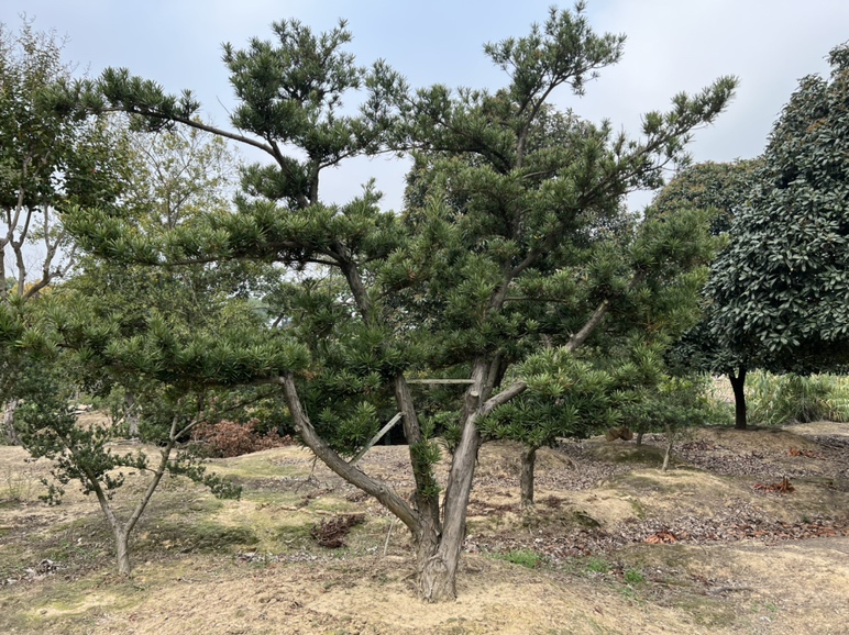 红叶石楠柱状植株形态,展示其挺拔的柱状树形和红色新叶 红叶石楠柱状植株形态